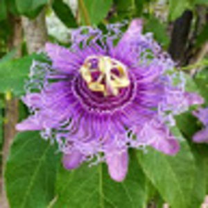 suzannebeaulieu avatar