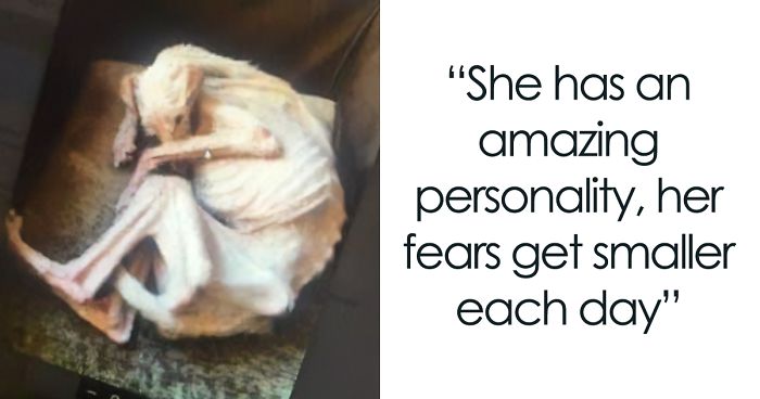 Dog Is Found In The Streets On The Brink Of Death, Makes A Miraculous Recovery