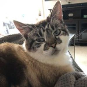 patthefatcatcoffman avatar