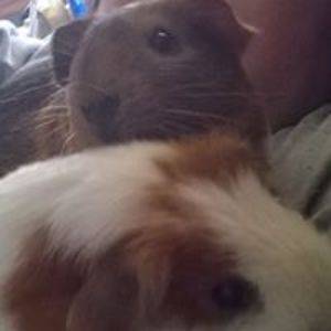 lorriemiller62 avatar