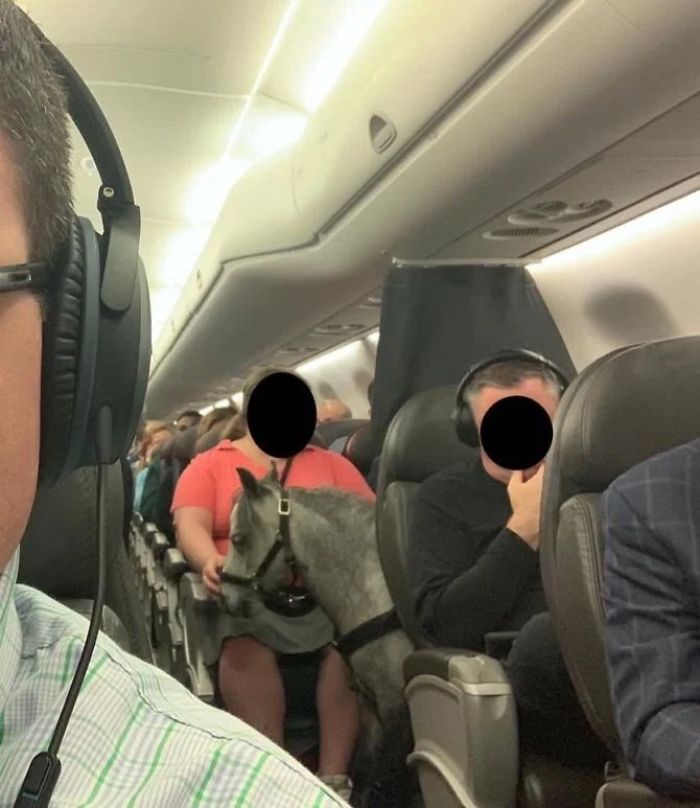 Can We All Agree If You Need A Pony To Fly Maybe You Should Drive?