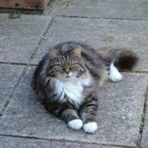 janet_woodward2 avatar