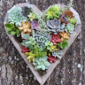 succulentluv avatar