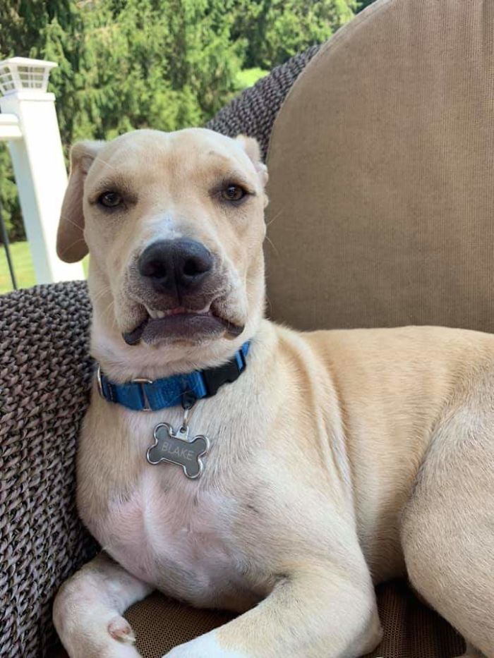 Funny-Dog-Teeth-Toofers