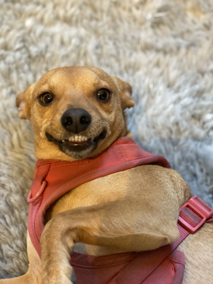Funny-Dog-Teeth-Toofers