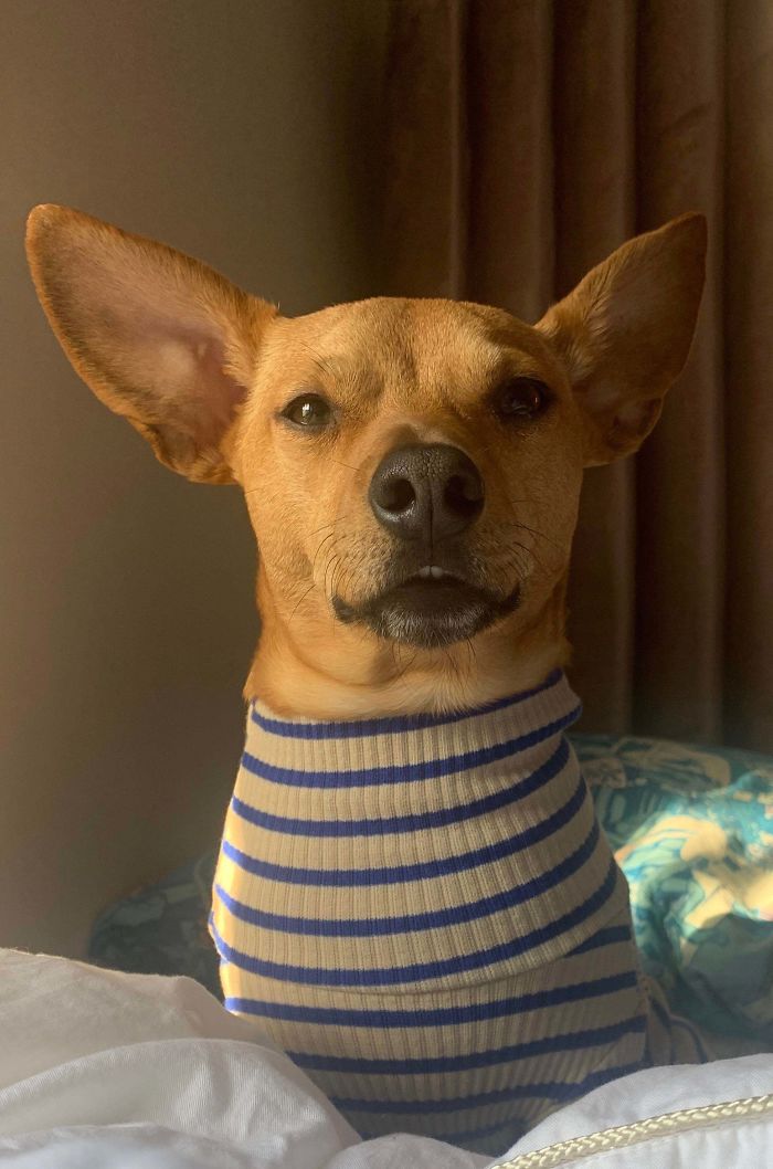 Funny-Dog-Teeth-Toofers