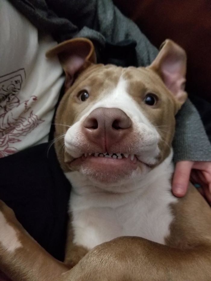 Funny-Dog-Teeth-Toofers