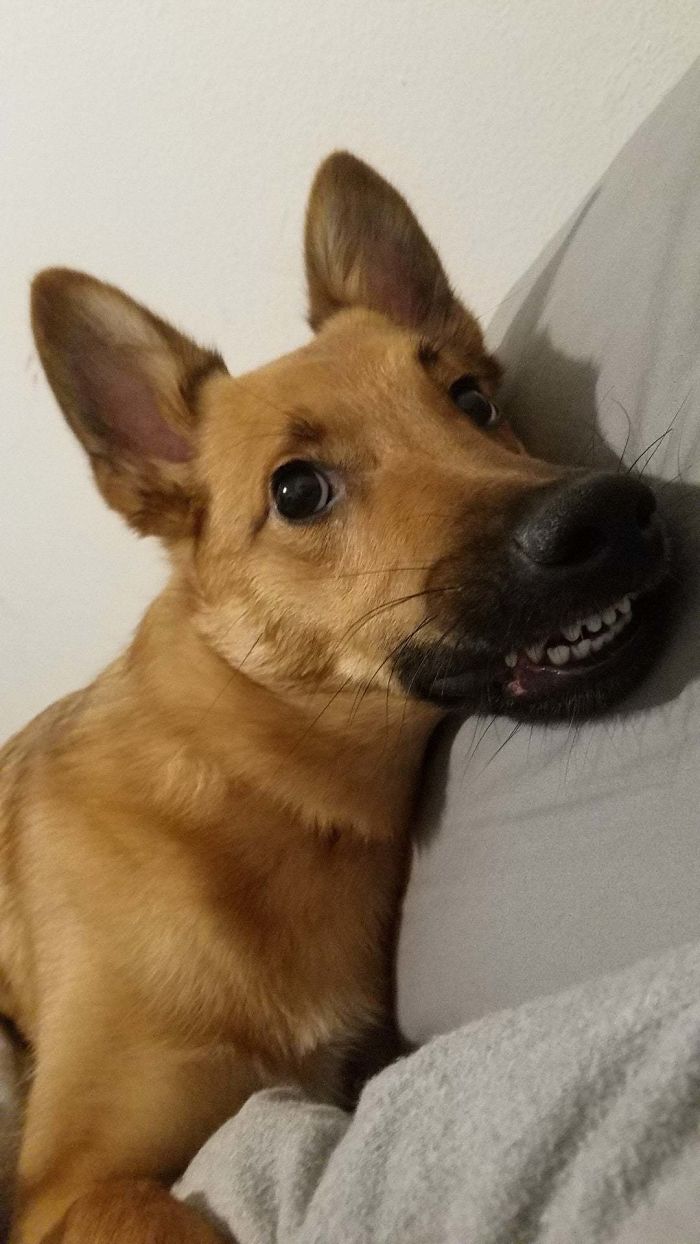 Funny-Dog-Teeth-Toofers
