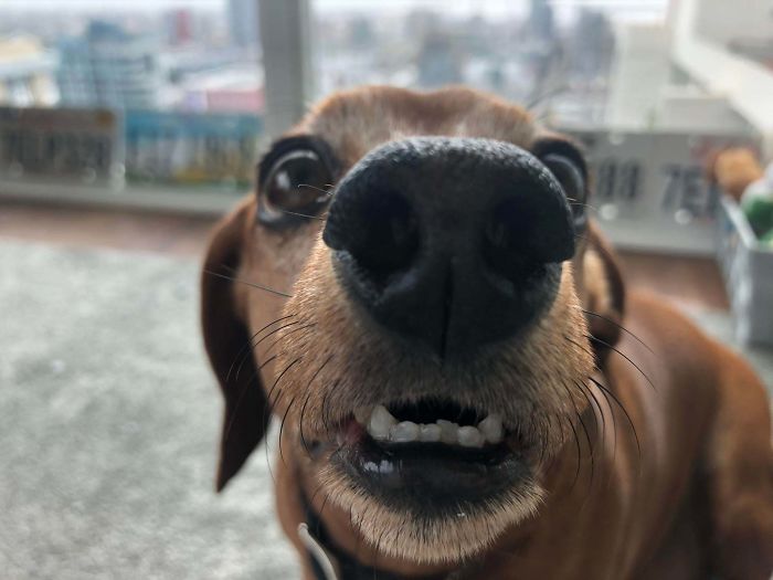 Funny-Dog-Teeth-Toofers