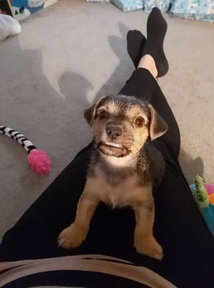 Funny-Dog-Teeth-Toofers