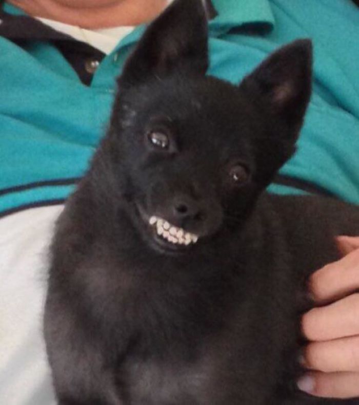 Funny-Dog-Teeth-Toofers
