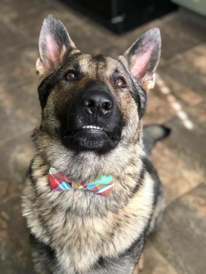 Funny-Dog-Teeth-Toofers