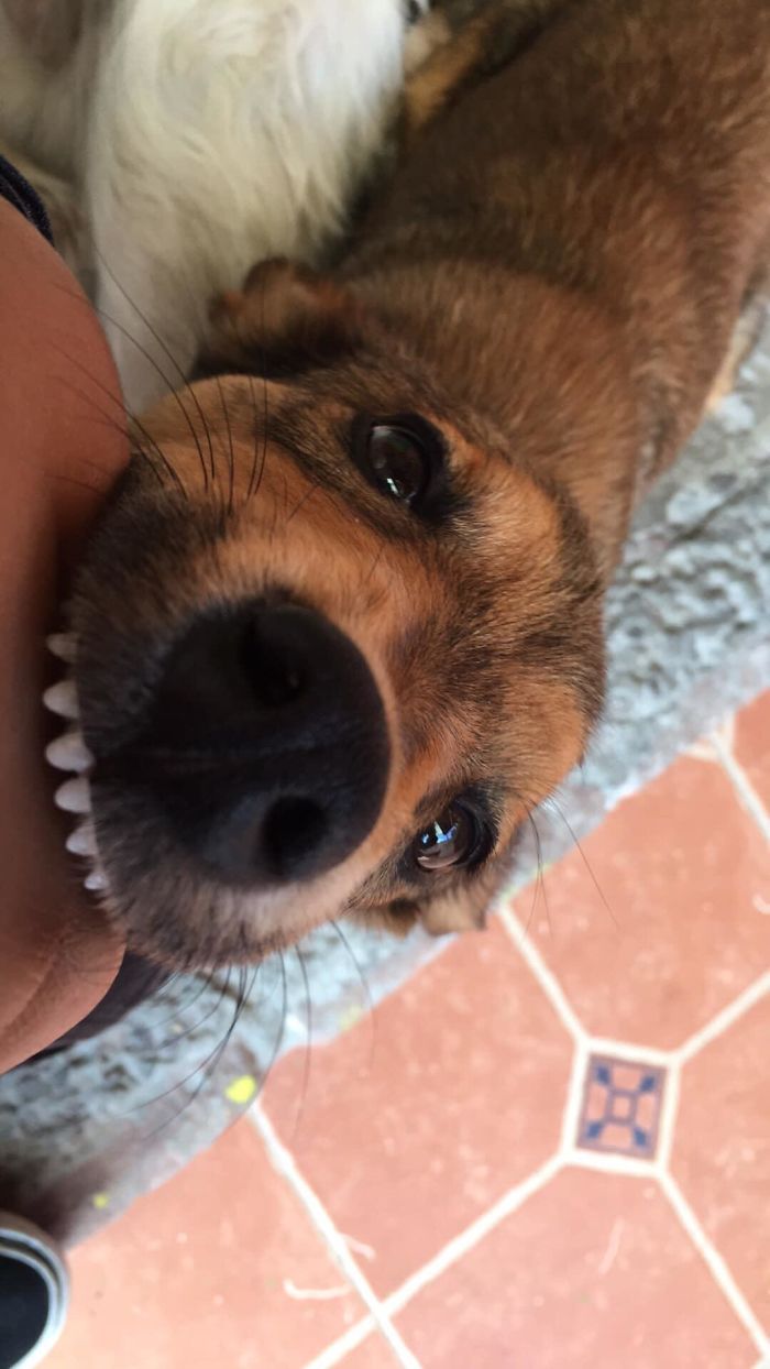 Funny-Dog-Teeth-Toofers