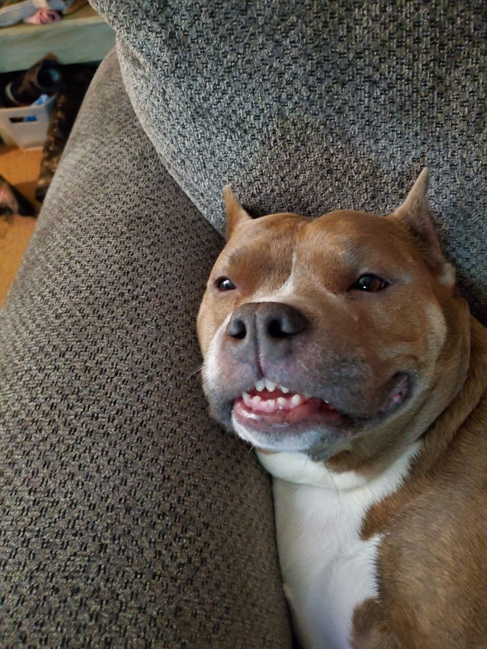 Funny-Dog-Teeth-Toofers