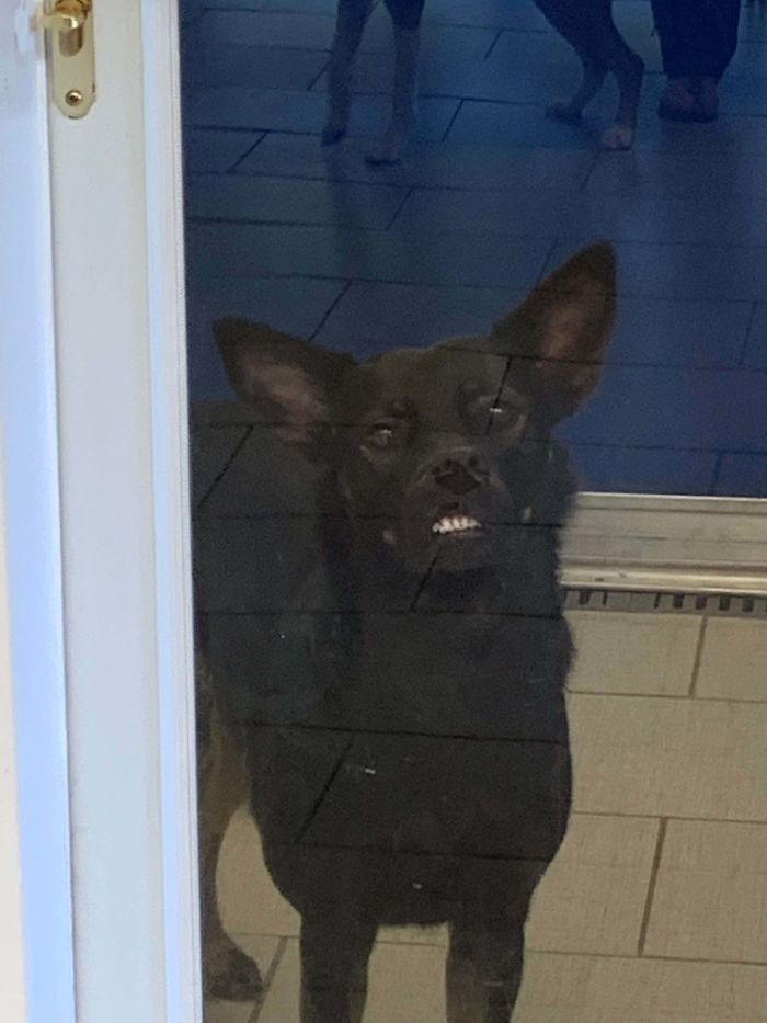 Funny-Dog-Teeth-Toofers