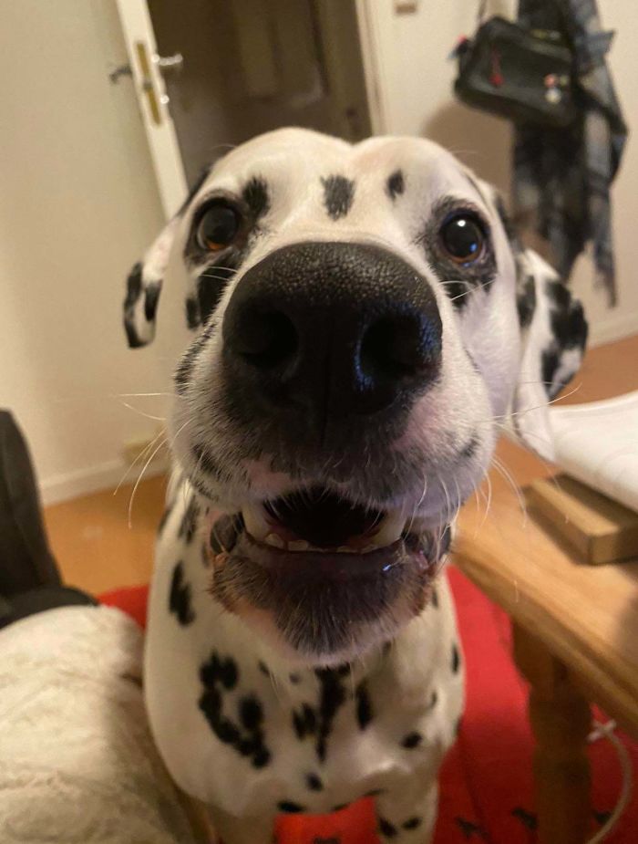 Funny-Dog-Teeth-Toofers