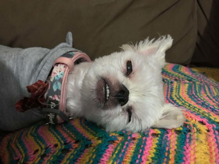 Funny-Dog-Teeth-Toofers