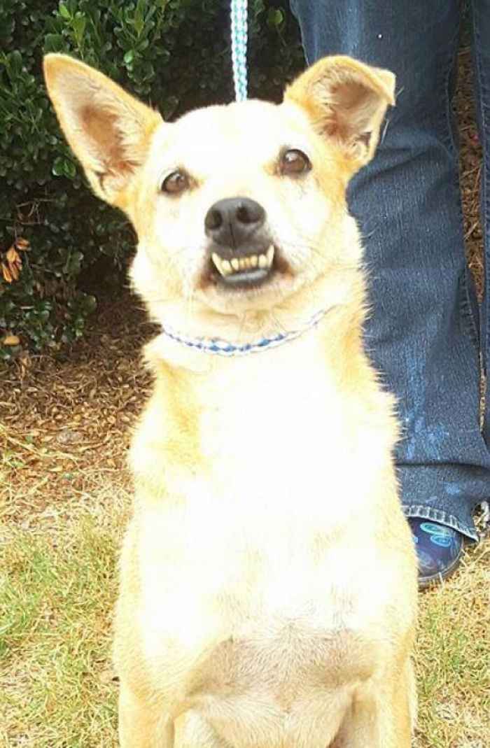 Funny-Dog-Teeth-Toofers