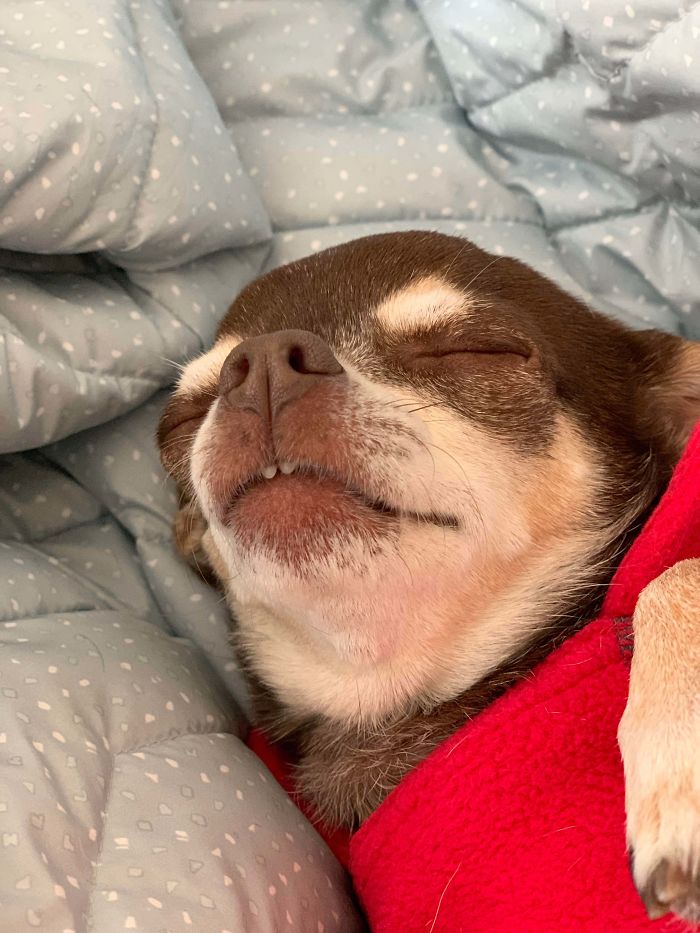 Funny-Dog-Teeth-Toofers