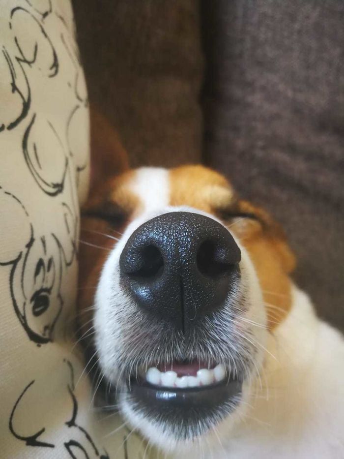 Funny-Dog-Teeth-Toofers
