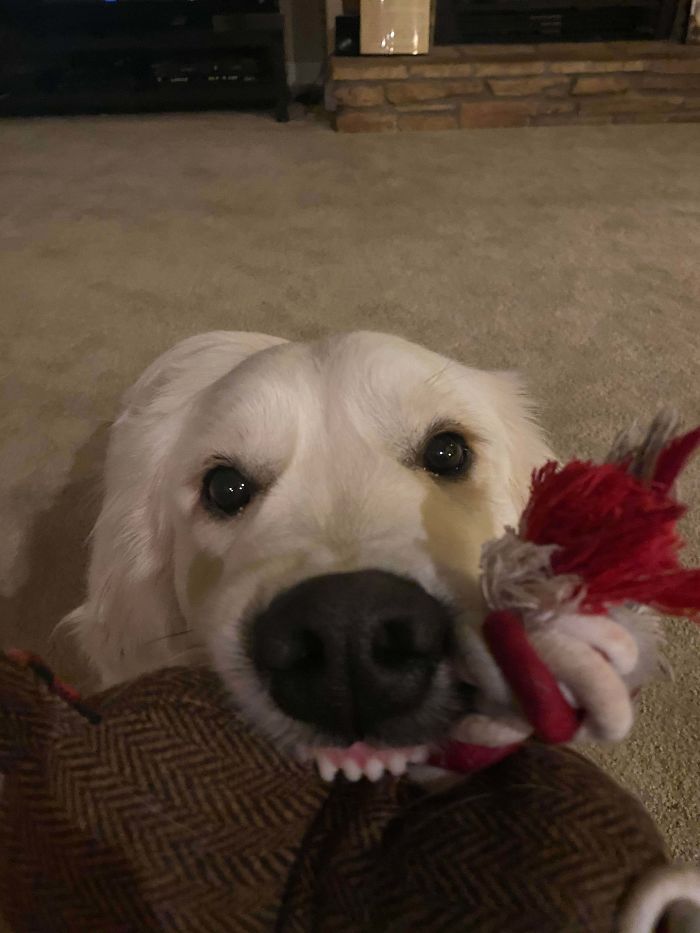 Funny-Dog-Teeth-Toofers