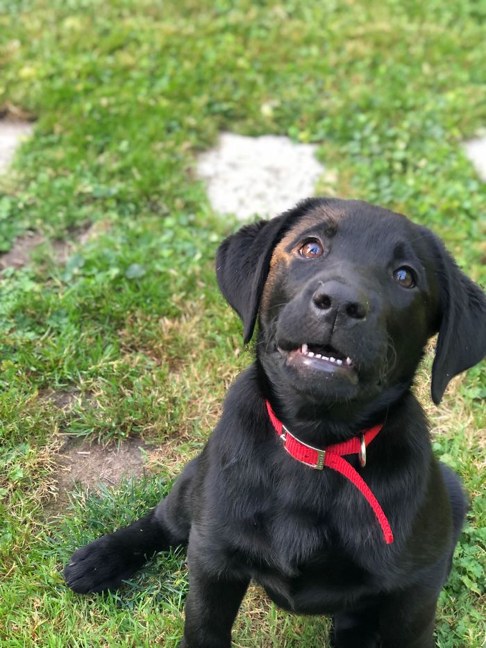 Funny-Dog-Teeth-Toofers