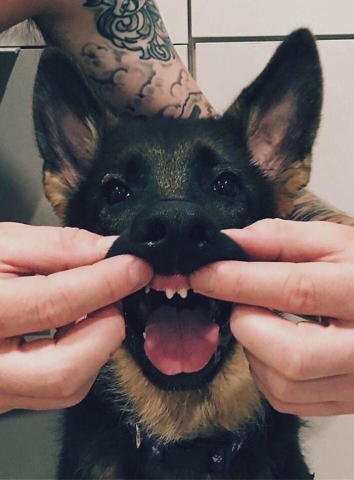Funny-Dog-Teeth-Toofers
