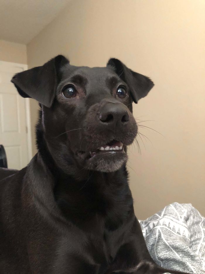 Funny-Dog-Teeth-Toofers