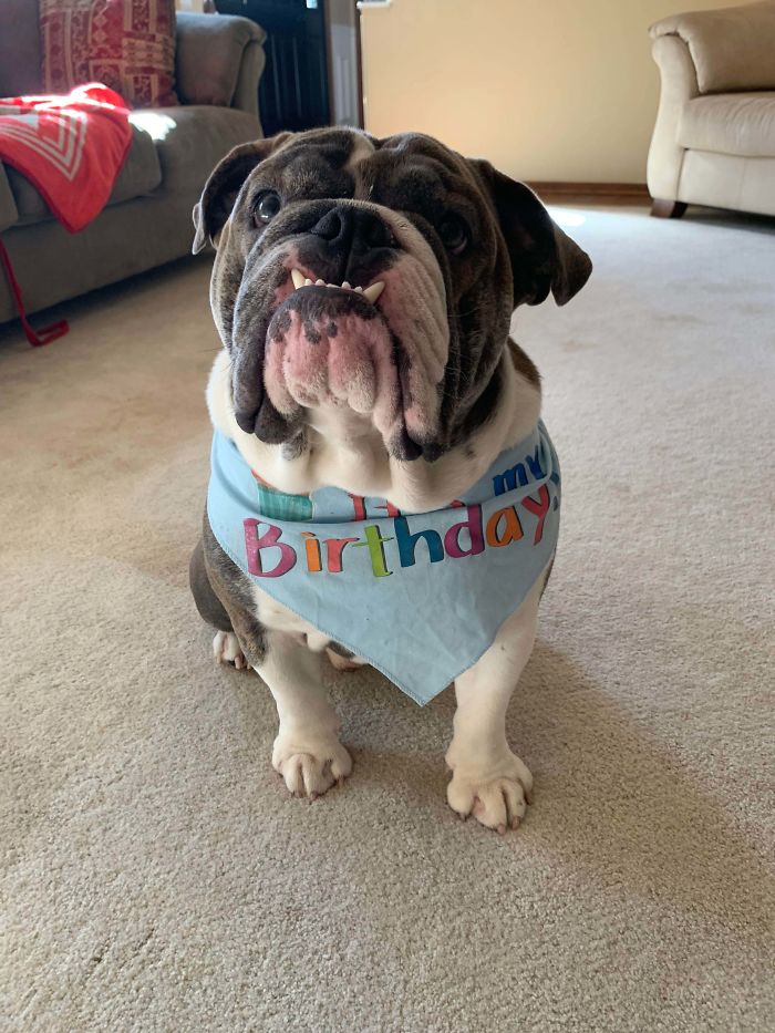 Funny-Dog-Teeth-Toofers