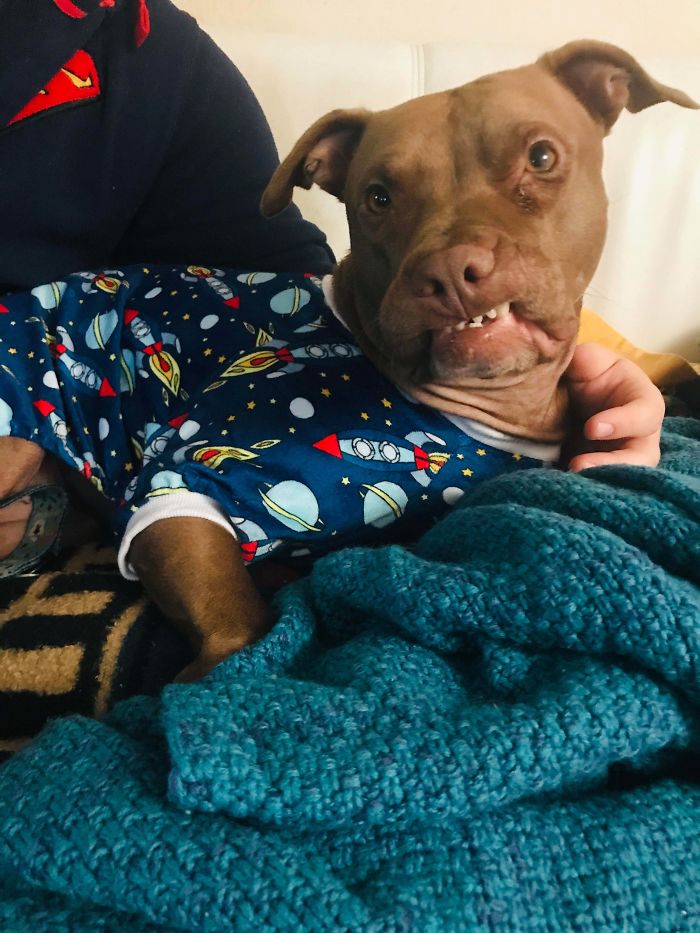 Funny-Dog-Teeth-Toofers