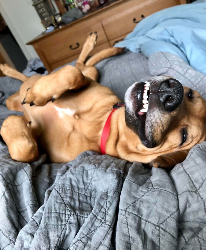 Funny-Dog-Teeth-Toofers