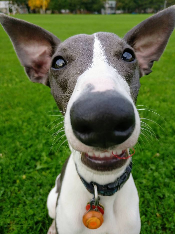 Funny-Dog-Teeth-Toofers
