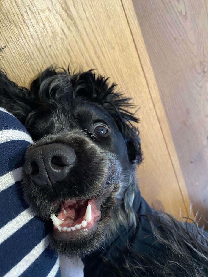 Funny-Dog-Teeth-Toofers