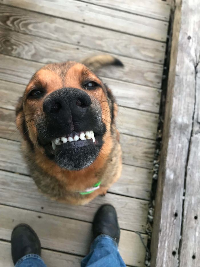 Funny-Dog-Teeth-Toofers