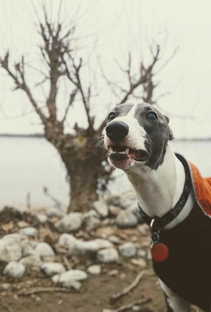 Funny-Dog-Teeth-Toofers