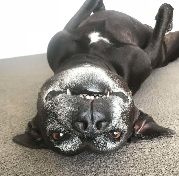 Funny-Dog-Teeth-Toofers