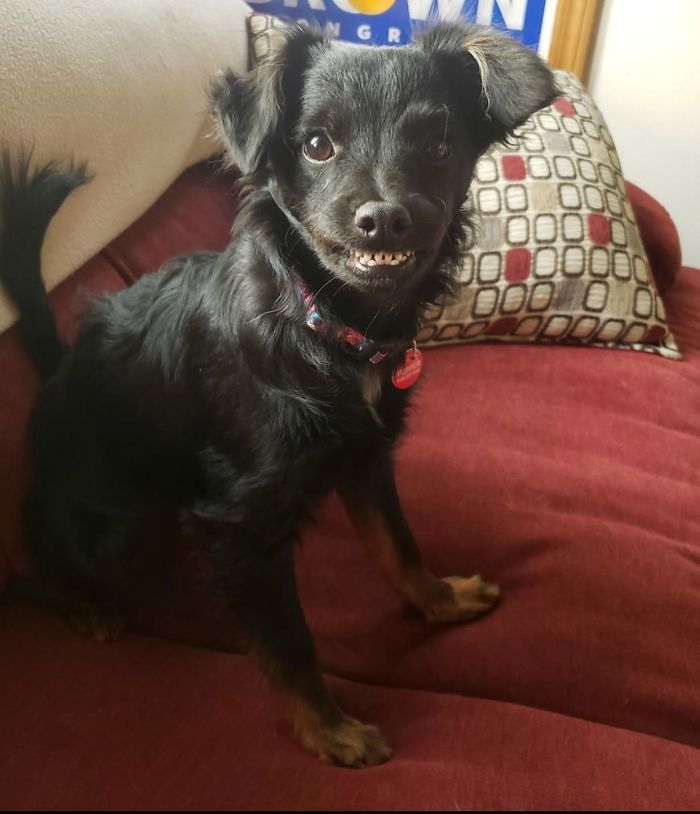 Funny-Dog-Teeth-Toofers