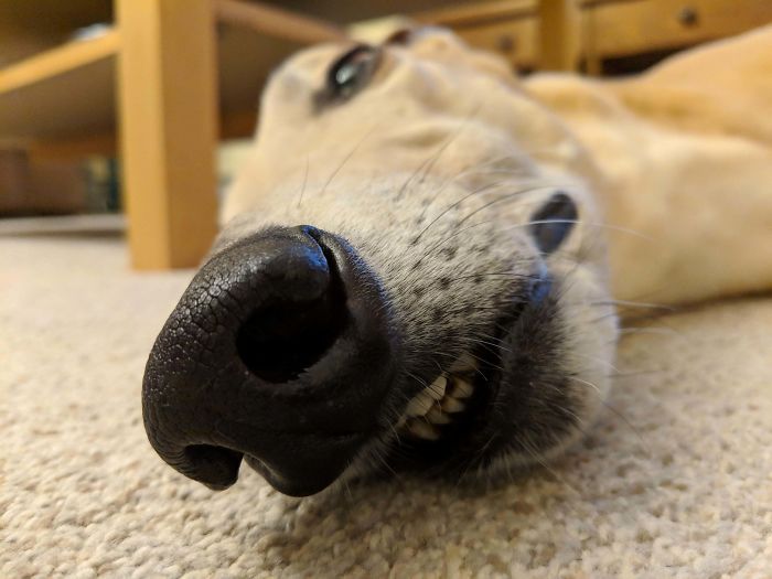 Funny-Dog-Teeth-Toofers