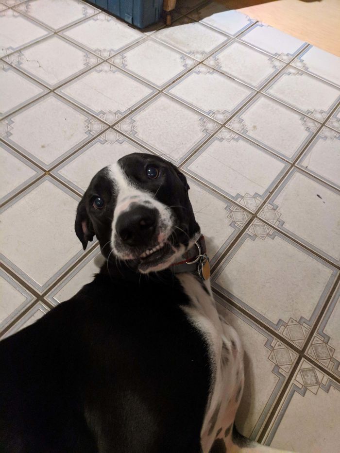 Funny-Dog-Teeth-Toofers