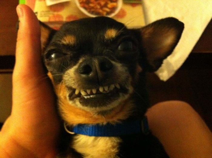 Funny-Dog-Teeth-Toofers