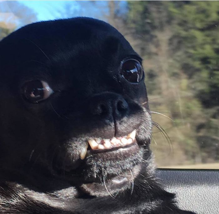 Funny-Dog-Teeth-Toofers