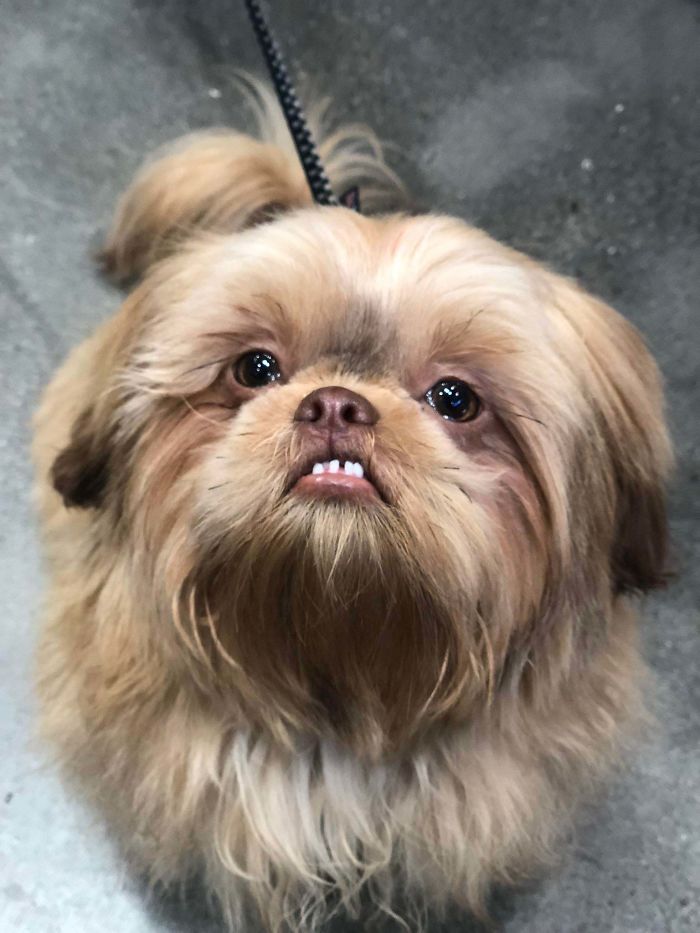Funny-Dog-Teeth-Toofers