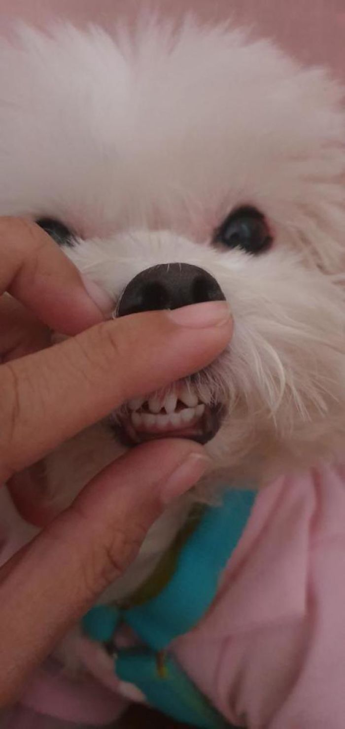 Funny-Dog-Teeth-Toofers