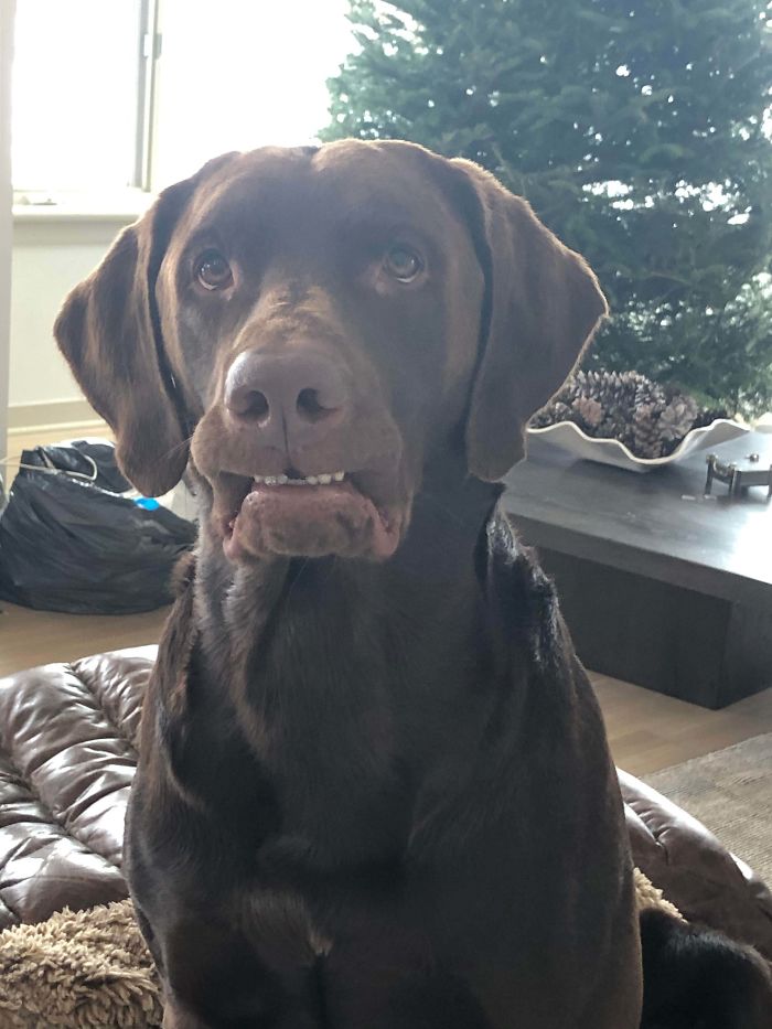 Funny-Dog-Teeth-Toofers