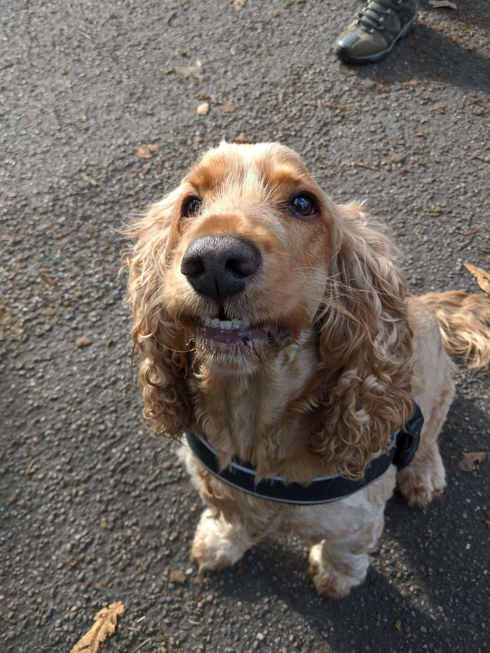 Funny-Dog-Teeth-Toofers