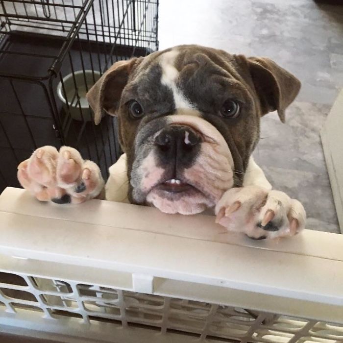 Funny-Dog-Teeth-Toofers