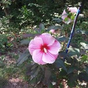 perkypuppy2001 avatar