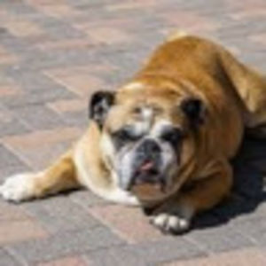 ralphtaylor-classof2026 avatar