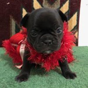 vanskykediana avatar