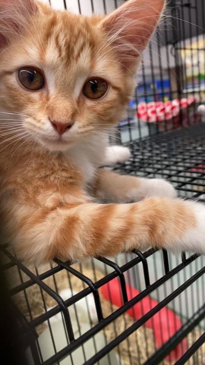 Adopted A Rescue Cat Today. Meet Pumpkin